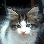Maine Coon