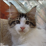 Maine Coon