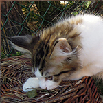 Maine Coon