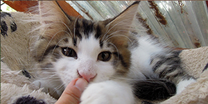 Kocurek Maine Coon