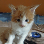 Maine Coon
