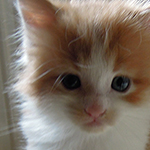 Maine Coon