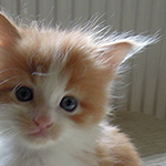 Maine Coon
