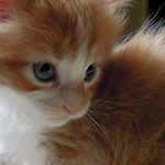 Maine Coon