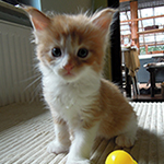 Maine Coon