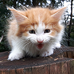 Maine Coon
