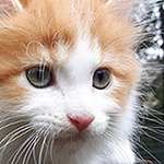 Maine Coon