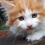 Maine Coon