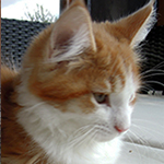 Maine Coon