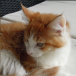 Maine Coon