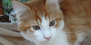 Kocurek Maine Coon