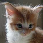 Maine Coon