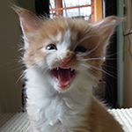 Maine Coon