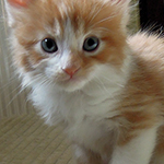 Maine Coon