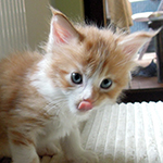 Maine Coon