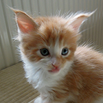 Maine Coon