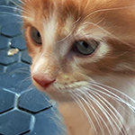 Maine Coon