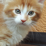 Maine Coon