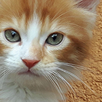 Maine Coon