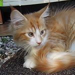 Maine Coon