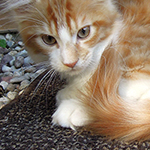 Maine Coon