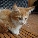 Maine Coon