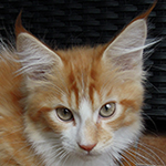 Maine Coon