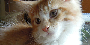 Kotka Maine Coon