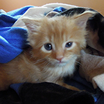Kocurek Maine Coon