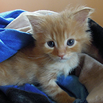 Kocurek Maine Coon