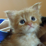 Kocurek Maine Coon