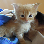 Kocurek Maine Coon