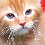 Kocurek Maine Coon