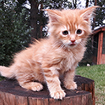 Kocurek Maine Coon