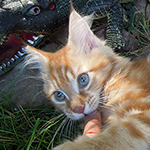 Kocurek Maine Coon