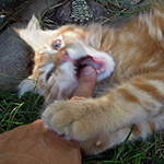 Kocurek Maine Coon