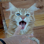 Kocurek Maine Coon