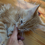 Kocurek Maine Coon