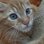 Kocurek Maine Coon