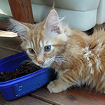 Kocurek Maine Coon