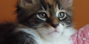 Kotka Maine Coon
