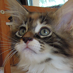Kotka Maine Coon