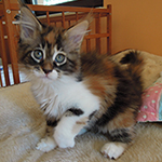 Kotka Maine Coon