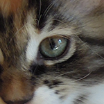 Kotka Maine Coon