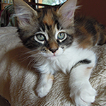 Kotka Maine Coon