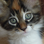 Kotka Maine Coon