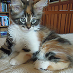 Kotka Maine Coon