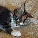 Kotka Maine Coon