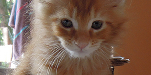 Kotka Maine Coon