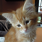 Maine Coon